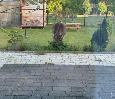 Cedynia Apartment | Święty Spokój Bielinek