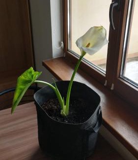 Skhidnytsya Apartment | Будинок біля лісу