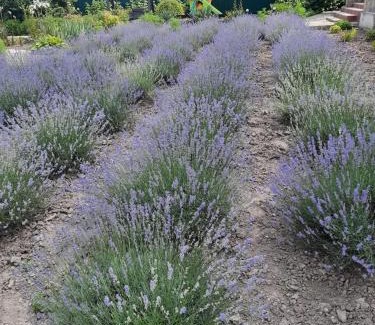 Ataki Hotel | Панівецька Садиба