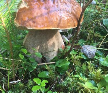 Yablunytsya House | Яблуневий сад