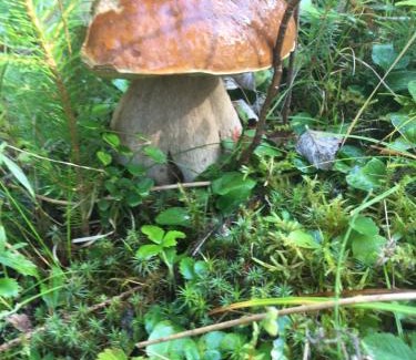 Yablunytsya House | Яблуневий сад