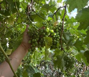 Taif Apartment | الوسام شقة كبيرة 4 غرف نوم وصالة وشرفة-بلكونة- Large apartment with 4 bedrooms, a living room and a balcony