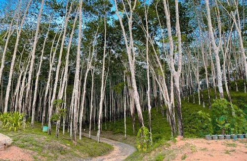 Phang Nga Other | ควนก๋งทุ๋ย Grandpa Hill Thailand