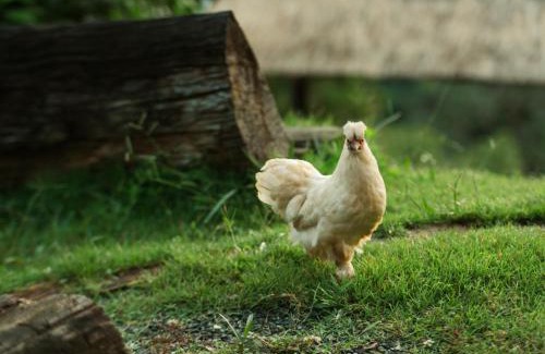 Mae Rim House | ตั้วบ้านดิน Tuabaandin