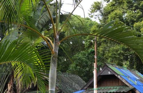 Ko Chang Ski Chalet | บ้านตำหนักช้าง