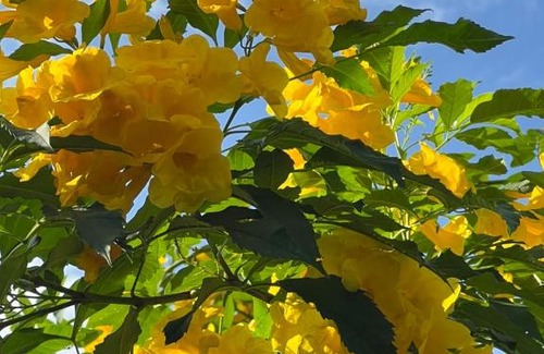 Bangkok Noi Apartment | ฺบ้านปิ่นเกล้า17 - Baan Pinklao 17