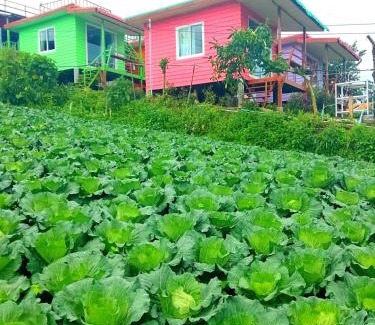 Lom Kao Cabin | ไร่รุ่งอรุณ ภูทับเบิก