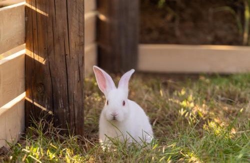 Lijiang House | 不晚里予日照金山丨雪山全景度假酒店白沙古镇店