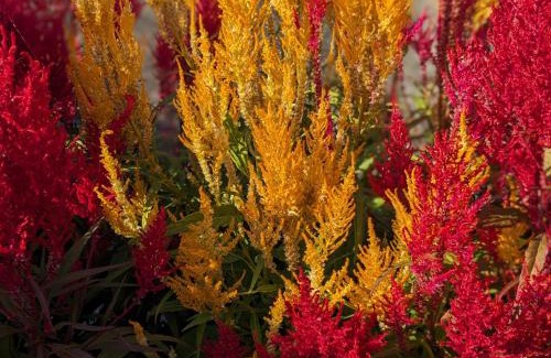 Kikuchi House | 民泊サライ七城