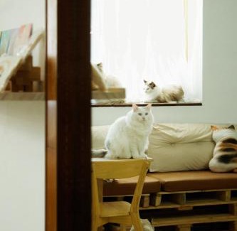 Taitung City Centre House | 癒室Healing space貓咪咖啡廳寵物友善民宿-台東縣民宿2094號