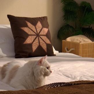 Taitung City Centre House | 癒室Healing space貓咪咖啡廳寵物友善民宿-台東縣民宿2094號