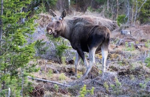 Ljordal House | 14 - Fulufjellets nasjonalparker - snø - alpint - langrenn - snøscooter