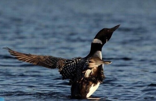 Marten River Cottage | 2 Bedroom Cottage - Rustic "A Frame " Log style-Marten River, ON Olive the Lake Cottage #2