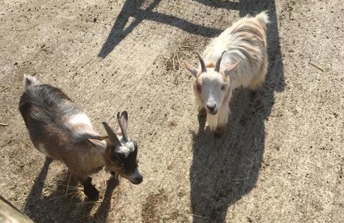 Llandyssiliogogo House | 3 Bed Cottage-Sleeps 6-Garden-Hot Tub-Games Room