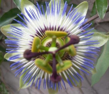 Sint-Kruis House | 3 Kings