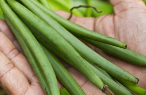 Teahupoo Apartment | 30 m² Studio flat ∙ 2 guests