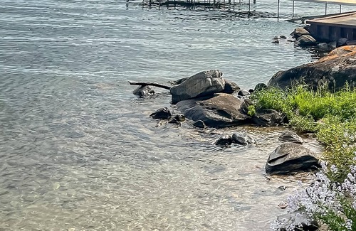 Barrie Cottage | 4 bed, 6 bath cottage on Lake Simcoe minutes from Barrie! In-ground pool!