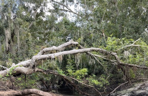 Arcadia House | 40' park model on the creek