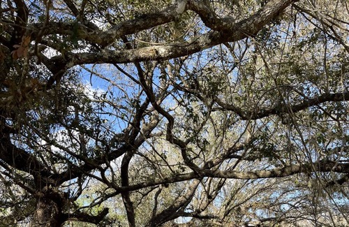 Arcadia House | 40' park model on the creek