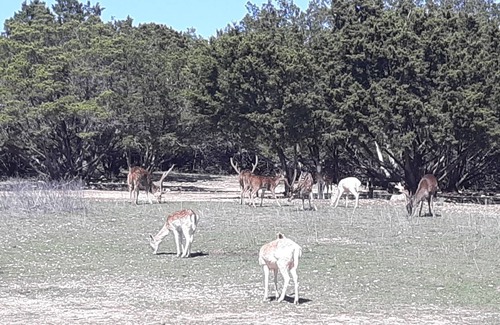 Hamilton House | 800 acre infested with wildlife !