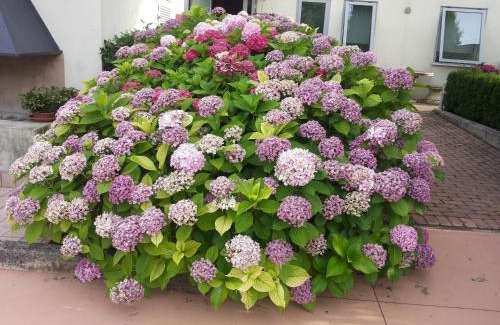 Chiarano Bed & Breakfast | A Casa Di Paola