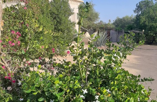 Djerba Midun Apartment | A corner of paradise, surrounded by a majestic olive grove, 5 minutes from the beach.