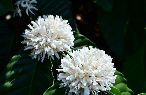 Walapane House | Aayana Valley