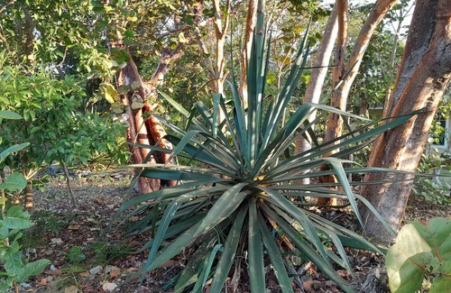 Andros Town Apartment | Adderley's Motel