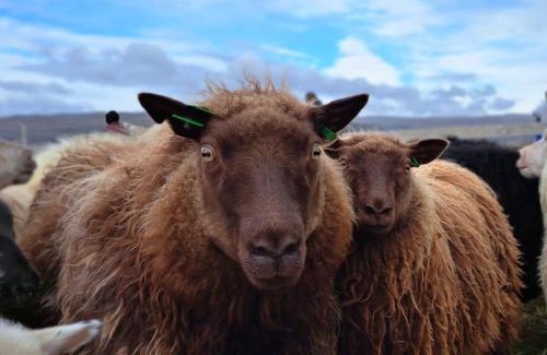 Vesturbyggð Apartment | Ægisholt privete house with hot tub