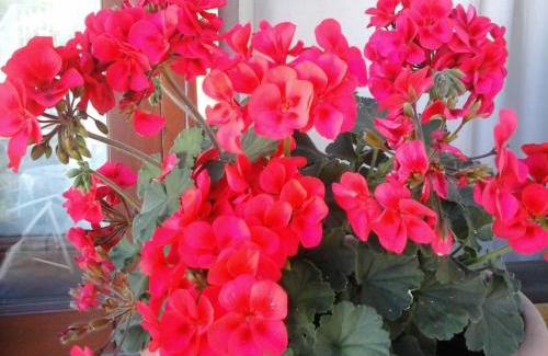 Alghero House | Affittacamere Valverde di Naitana Rita