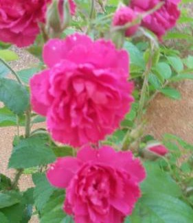 Crespina House | Agriturismo L'isola