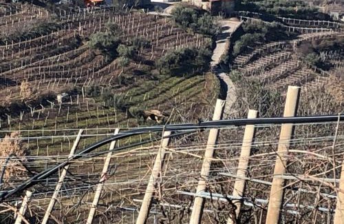 Monteforte d'Alpone House | Agriturismo la Preara