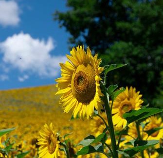 Cagli Apartment | Agriturismo Vellaneta