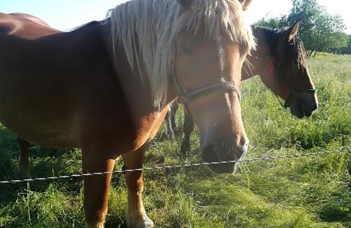 Sarbsk House | Agroturystyka Józefówka Borkowo Lęborskie