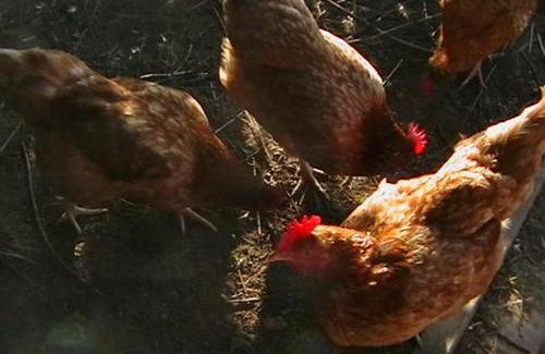 Sarbsk House | Agroturystyka Józefówka Borkowo Lęborskie