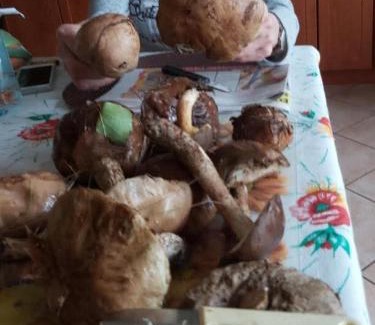 gmina Dominowo Apartment | Agroturystyka Zacisze