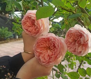 Ba Vi Cabin | AKU HOUSE Villa Ao vua