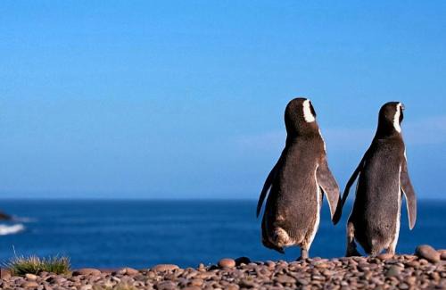 Puerto Madryn Apartment | Alaia