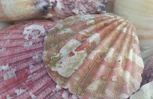 Kiten House | Albatros Hotel