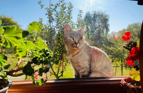 Ozun House | Albinuta guest house is designed for families with children, groups of friends.