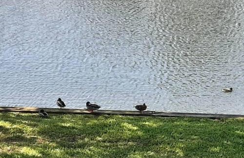 Walden on Lake Conroe Apartment | Alluring Lakefront Condo