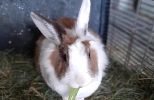 Sulzberg Apartment | Antoniushof