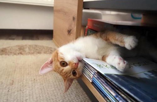 Kowary Apartment | Apartament Górnicza w Kowarach