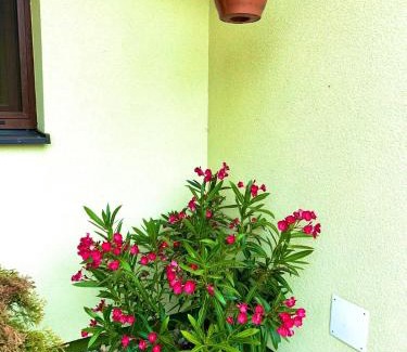 Podhajska House | Apartmány ZELENÝ DOM