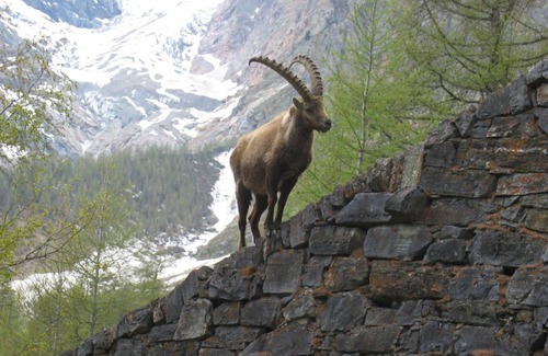 Saas-Fee Apartment | Apartment ∙ 2 bedrooms ∙ 4 guests