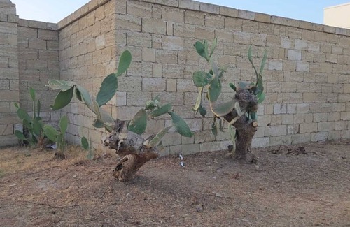 Scorrano Apartment | Apartment 'Masseria Delle Api - Susy' with Shared Terrace, Shared Garden and Air Conditioning