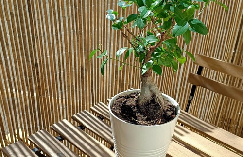 Venaria Reale Apartment | Apartment near the Reggia di Venaria and Allianz Stadium