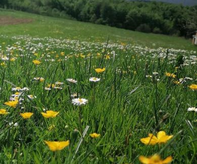 Dreznik Grad House | Apartment & Rooms Arija