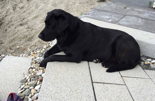 Mahlberg Apartment | Apartment Vogesenblick in Mahlberg - Apartment Vogesenblick