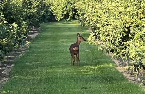 Walsoken House | Aplanty Studio in the Orchard - In the heart of The Fens